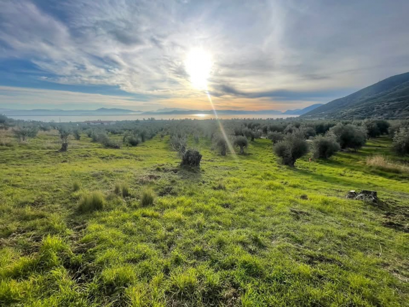 מגרש למכירה 33 דונם עם עצי זית – רובייס, צפון האי אוויה